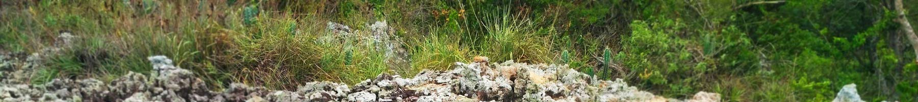 grass and volcanic rocks