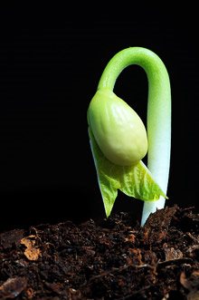Seedling coming through the dirt