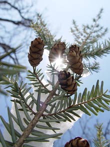 a hemlock branch with snow on it