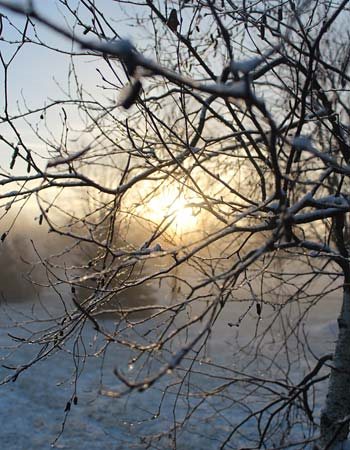 Photograph of icy twigs outlined by golden wintry light.