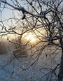 Photograph of icy twigs outlined by golden wintry light.