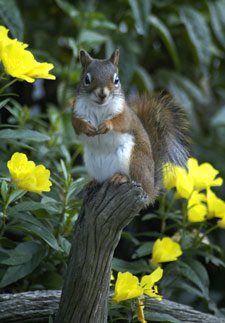 squirrel and yellow flowers
