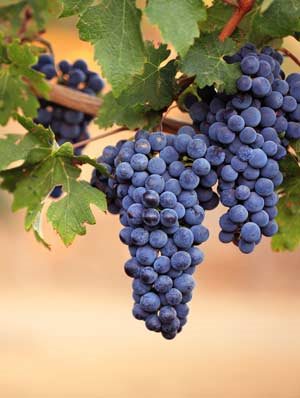 concord grapes on a vine