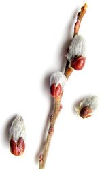pussy willow buds