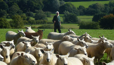Heiner the shepherd