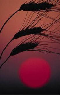 red sun and silhouettes of wheat 