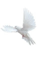 flying dove