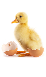 duckling and egg shells