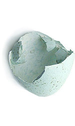 egg shell