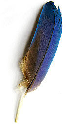 blue feather