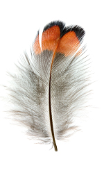 Pheasant feather