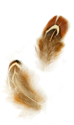 sparrow feathers