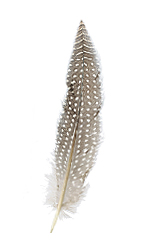 gray feather