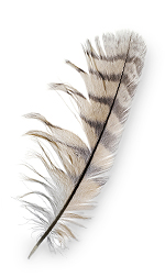 feather 15
