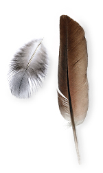 feather 16