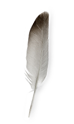 feather 17