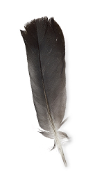 black feather