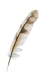 feather 19