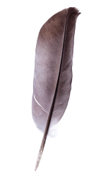 Pigeon feather