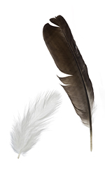white and black feathers