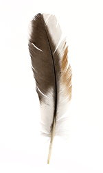feather