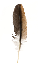 feathers