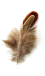 English sparrow feather
