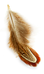 Pheasant feather