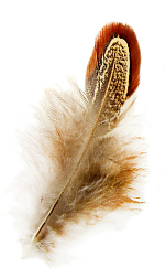 feather