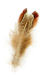 quail feather