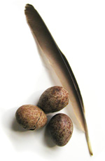 Feathers and eggs