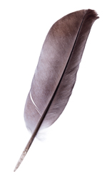 grayfeather