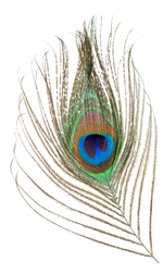 peacockfeather
