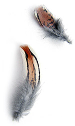Quail Feathers