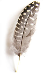 spotted feather