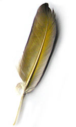 yellow feather