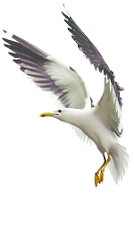 gull in flight