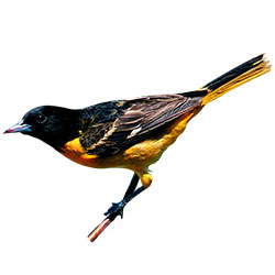 oriole