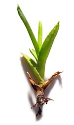 bulb