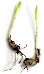 bulbs2