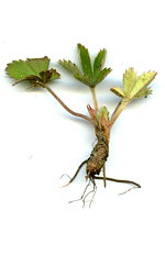 cinquefoil