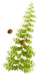 ladybug on fern