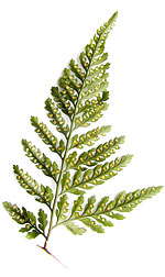 spores on fern