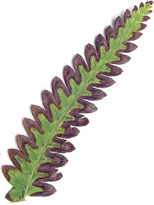 christmas fern with spores