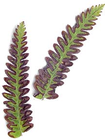 spores on christmas fern