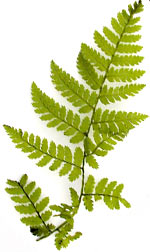 wood fern