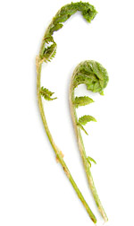 two fiddleheads