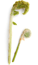 two unfurling ferns