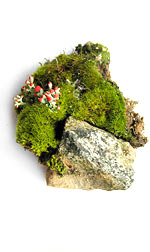 moss_rock