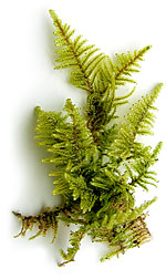 MossFern